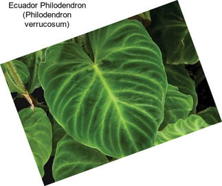 Ecuador Philodendron (Philodendron verrucosum)