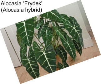 Alocasia ‘Frydek\' (Alocasia hybrid)