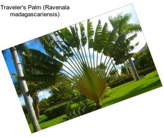 Traveler\'s Palm (Ravenala madagascariensis)