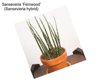 Sanseveria ‘Fernwood\' (Sansevieria hybrid)