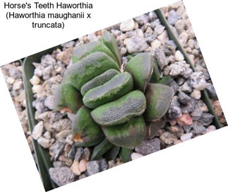 Horse\'s Teeth Haworthia (Haworthia maughanii x truncata)