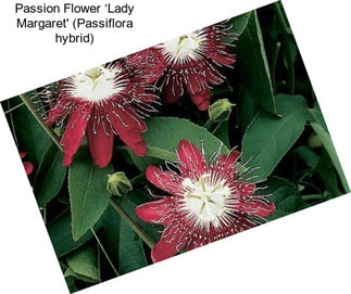 Passion Flower ‘Lady Margaret\' (Passiflora hybrid)