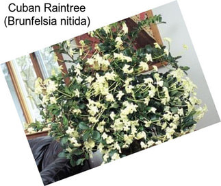Cuban Raintree (Brunfelsia nitida)