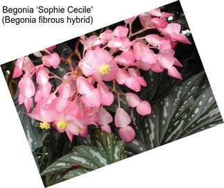 Begonia ‘Sophie Cecile\' (Begonia fibrous hybrid)
