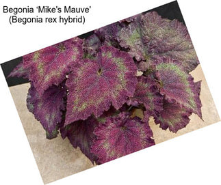 Begonia ‘Mike\'s Mauve\' (Begonia rex hybrid)