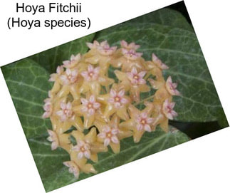 Hoya Fitchii (Hoya species)