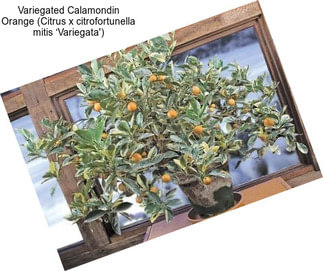 Variegated Calamondin Orange (Citrus x citrofortunella mitis ‘Variegata\')