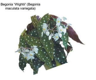 Begonia ‘Wightii\' (Begonia maculata variegata)