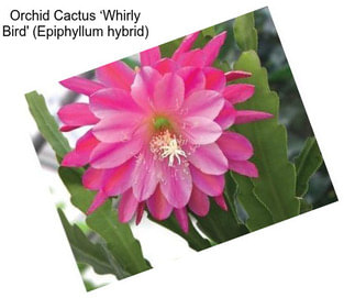 Orchid Cactus ‘Whirly Bird\' (Epiphyllum hybrid)