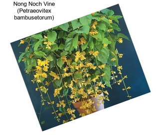 Nong Noch Vine (Petraeovitex bambusetorum)