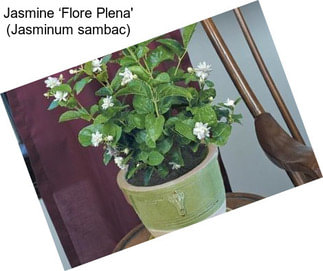 Jasmine ‘Flore Plena\' (Jasminum sambac)