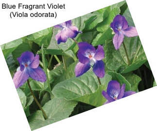 Blue Fragrant Violet (Viola odorata)