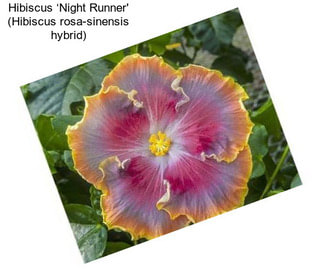 Hibiscus ‘Night Runner\' (Hibiscus rosa-sinensis hybrid)