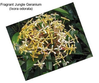 Fragrant Jungle Geranium (Ixora odorata)