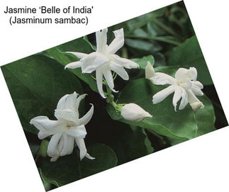 Jasmine ‘Belle of India\' (Jasminum sambac)