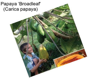 Papaya ‘Broadleaf\' (Carica papaya)