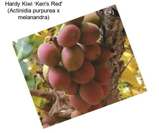 Hardy Kiwi ‘Ken\'s Red\' (Actinidia purpurea x melanandra)