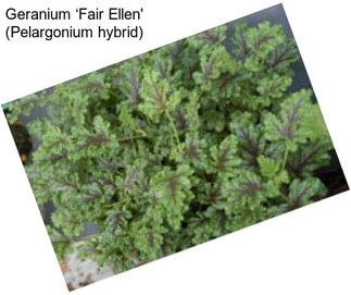 Geranium ‘Fair Ellen\' (Pelargonium hybrid)