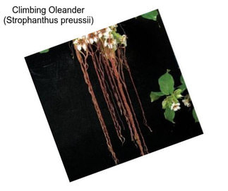 Climbing Oleander (Strophanthus preussii)