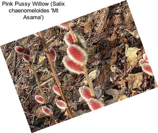 Pink Pussy Willow (Salix chaenomeloides \'Mt Asama\')