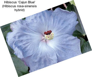 Hibiscus ‘Cajun Blue\' (Hibiscus rosa-sinensis hybrid)