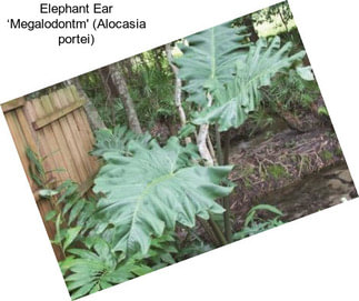 Elephant Ear ‘Megalodontm\' (Alocasia portei)