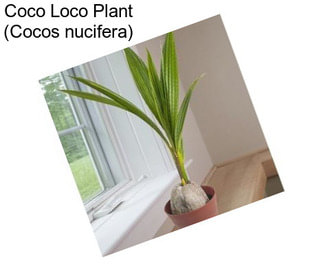 Coco Loco Plant (Cocos nucifera)