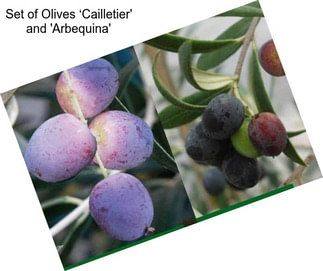 Set of Olives ‘Cailletier\' and \'Arbequina\'