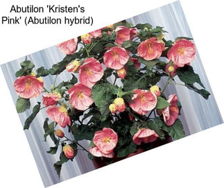Abutilon \'Kristen\'s Pink\' (Abutilon hybrid)