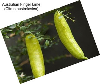 Australian Finger Lime (Citrus australasica)