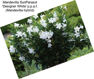 Mandevilla SunParasol ‘Designer White\' p.p.a.f. (Mandevilla hybrid)