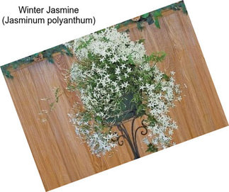 Winter Jasmine (Jasminum polyanthum)