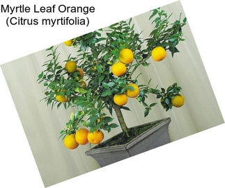 Myrtle Leaf Orange (Citrus myrtifolia)