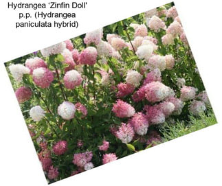 Hydrangea ‘Zinfin Doll\' p.p. (Hydrangea paniculata hybrid)