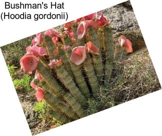 Bushman\'s Hat (Hoodia gordonii)