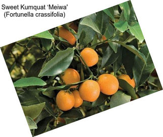 Sweet Kumquat ‘Meiwa\' (Fortunella crassifolia)