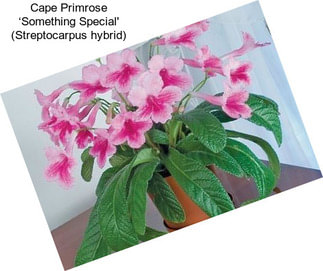 Cape Primrose ‘Something Special\' (Streptocarpus hybrid)