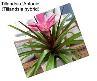 Tillandsia ‘Antonio\' (Tillandsia hybrid)