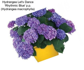 Hydrangea Let\'s Dance ‘Rhythmic Blue\' p.p. (Hydrangea macrophylla)