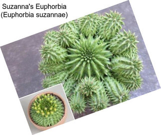 Suzanna\'s Euphorbia (Euphorbia suzannae)