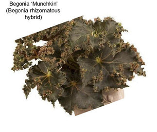 Begonia ‘Munchkin\' (Begonia rhizomatous hybrid)