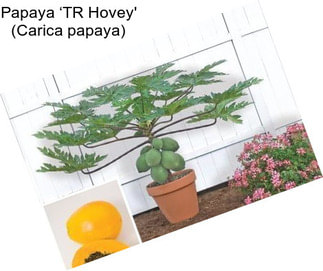 Papaya ‘TR Hovey\' (Carica papaya)