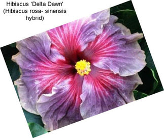 Hibiscus ‘Delta Dawn\' (Hibiscus rosa- sinensis hybrid)