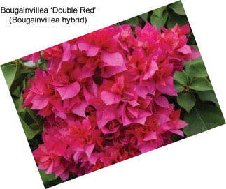 Bougainvillea ‘Double Red\' (Bougainvillea hybrid)