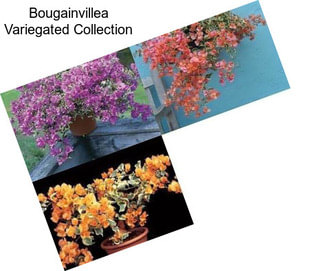 Bougainvillea Variegated Collection