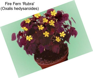 Fire Fern ‘Rubra\' (Oxalis hedysaroides)