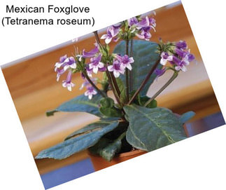 Mexican Foxglove (Tetranema roseum)