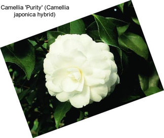 Camellia \'Purity\' (Camellia japonica hybrid)