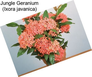 Jungle Geranium (Ixora javanica)