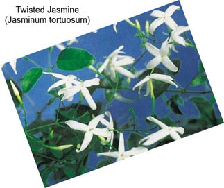 Twisted Jasmine (Jasminum tortuosum)